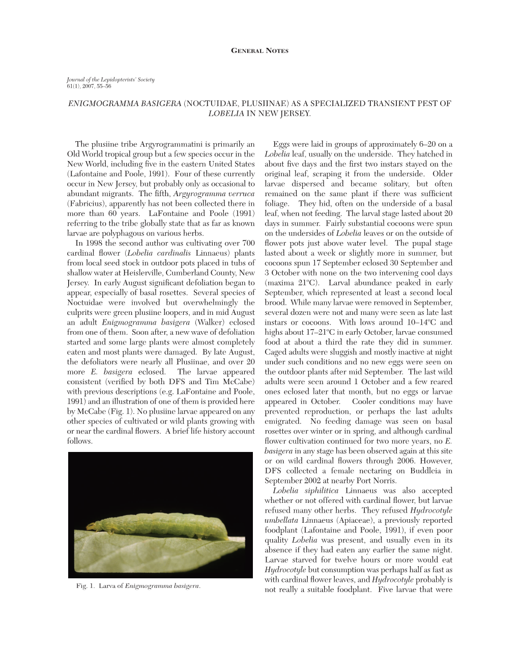 Enigmogramma Basigera (Noctuidae, Plusiinae) As a Specialized Transient Pest of Lobelia in New Jersey