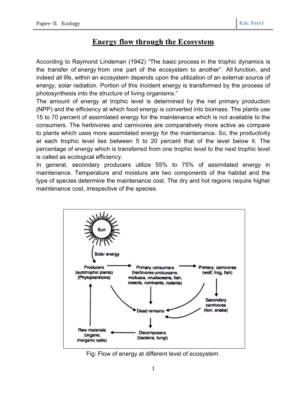 Energy Flow Through the Ecosystem