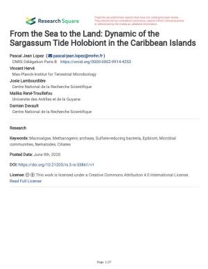 Dynamic of the Sargassum Tide Holobiont in the Caribbean Islands