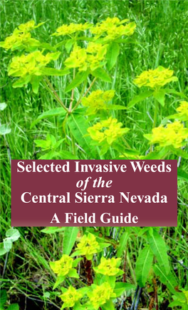 Selected Invasive Weeds of Central Sierra Nevada
