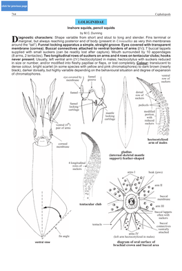 Loliginidae LOLIGINIDAE Inshore Squids, Pencil Squids by M.C