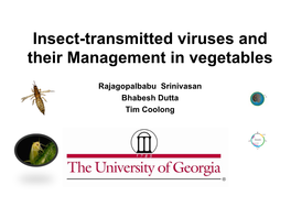 Insect-Transmitted Viruses and Their Management in Vegetables