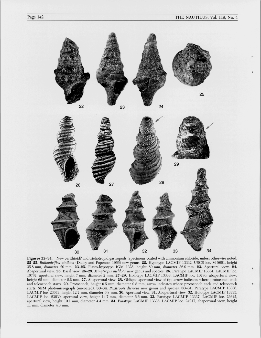 Page 142 the NAUTILUS, Vol. 119, No. 4 Figures 22-34. New Cerithioid?