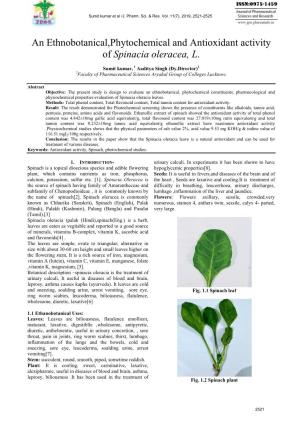 An Ethnobotanical,Phytochemical and Antioxidant Activity of Spinacia Oleracea, L