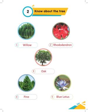 Know About the Tree Oak Willow Pine Blue Lotus Rhododendron