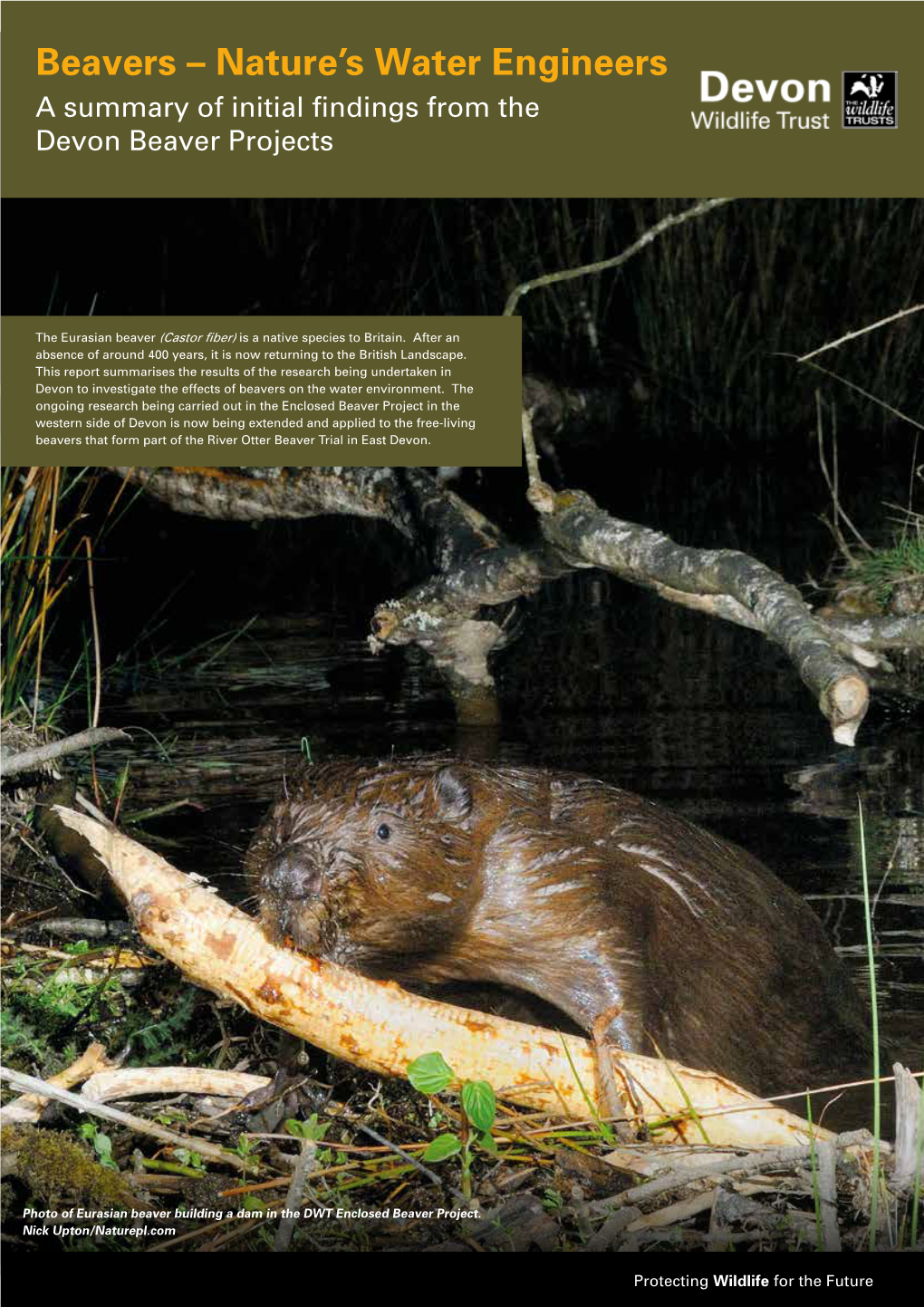Beavers – Nature's Water Engineers