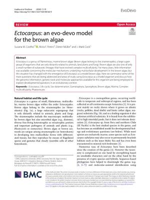 Ectocarpus: an Evo‑Devo Model for the Brown Algae Susana M