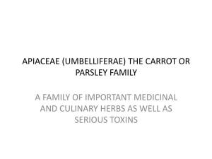 Apiaceae (Umbelliferae) the Carrot Or Parsley Family