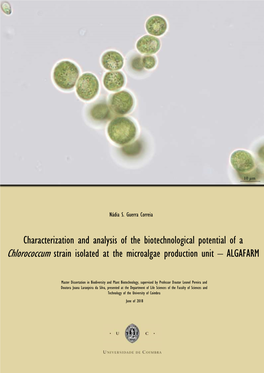 Chlorococcum Strain Isolated at the Microalgae Production Unit – ALGAFARM