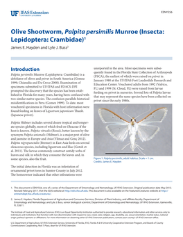 Olive Shootworm, Palpita Persimilis Munroe (Insecta: Lepidoptera: Crambidae)1 James E