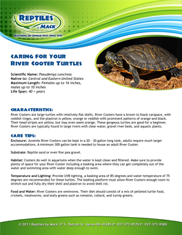 Caring for Your River Cooter Turtles
