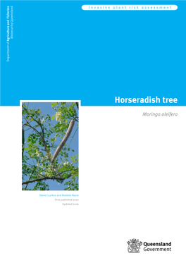 Horseradish Tree (Moringa Oleifera)