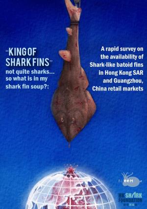 “King of Shark Fins” with Their Reputed Quality and Texture (Yeung 儘管群翅廣為人知，但以鰩魚鰭為研究目標 Et Al., 2005; Lam, 2010)