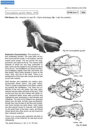 Arctocephalus Gazella (Peters, 1875) OTAR Arct 1 SEA