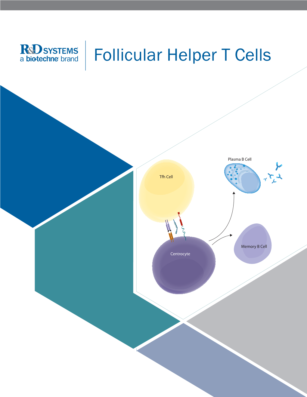 Follicular Helper T Cells