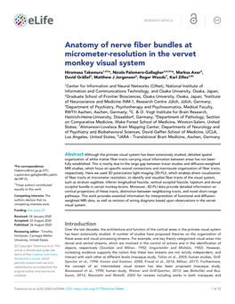 Anatomy of Nerve Fiber Bundles at Micrometer-Resolution in the Vervet