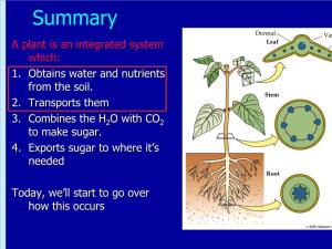 Summary a Plant Is an Integrated System Which: 1