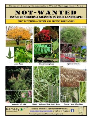 Miscellaneous Invasive Shrubs and Grasses