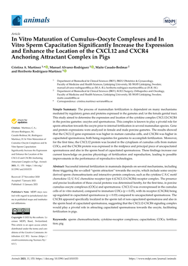 In Vitro Maturation of Cumulus–Oocyte Complexes and In