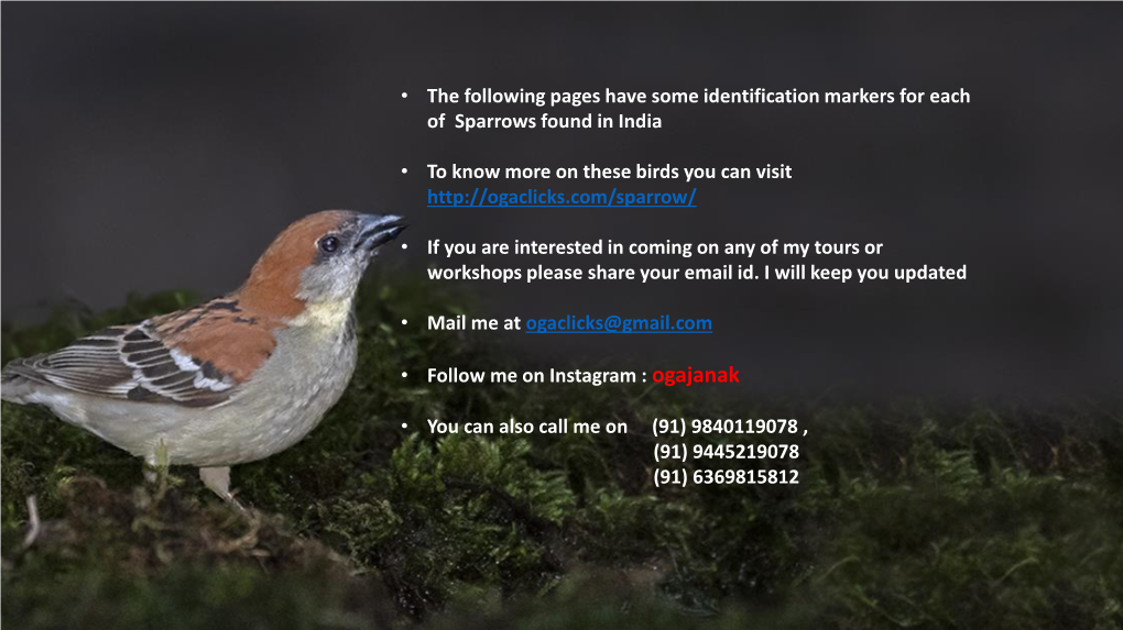 • the Following Pages Have Some Identification Markers for Each of Sparrows Found in India