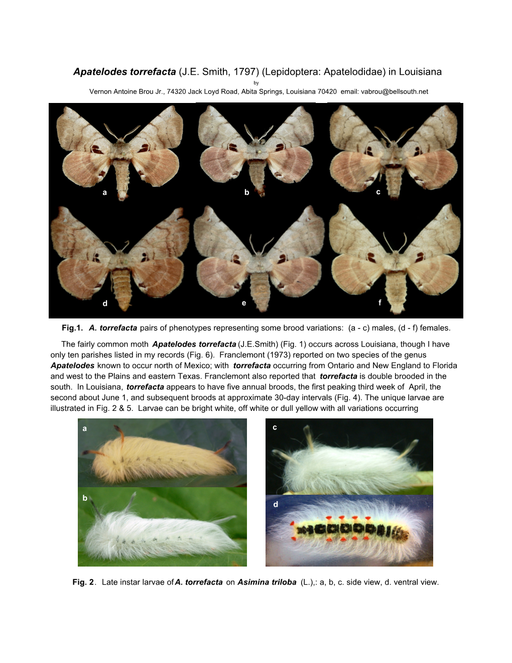 Apatelodes Torrefacta (J.E. Smith, 1797) (Lepidoptera: Apatelodidae