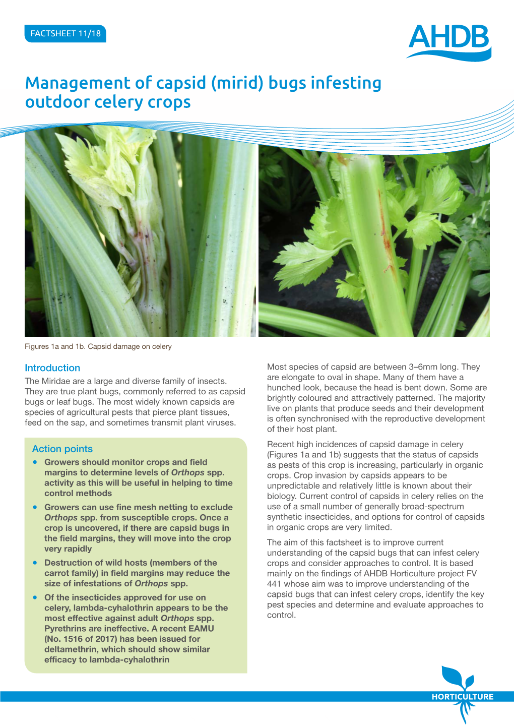 Management of Capsid (Mirid) Bugs Infesting Outdoor Celery Crops