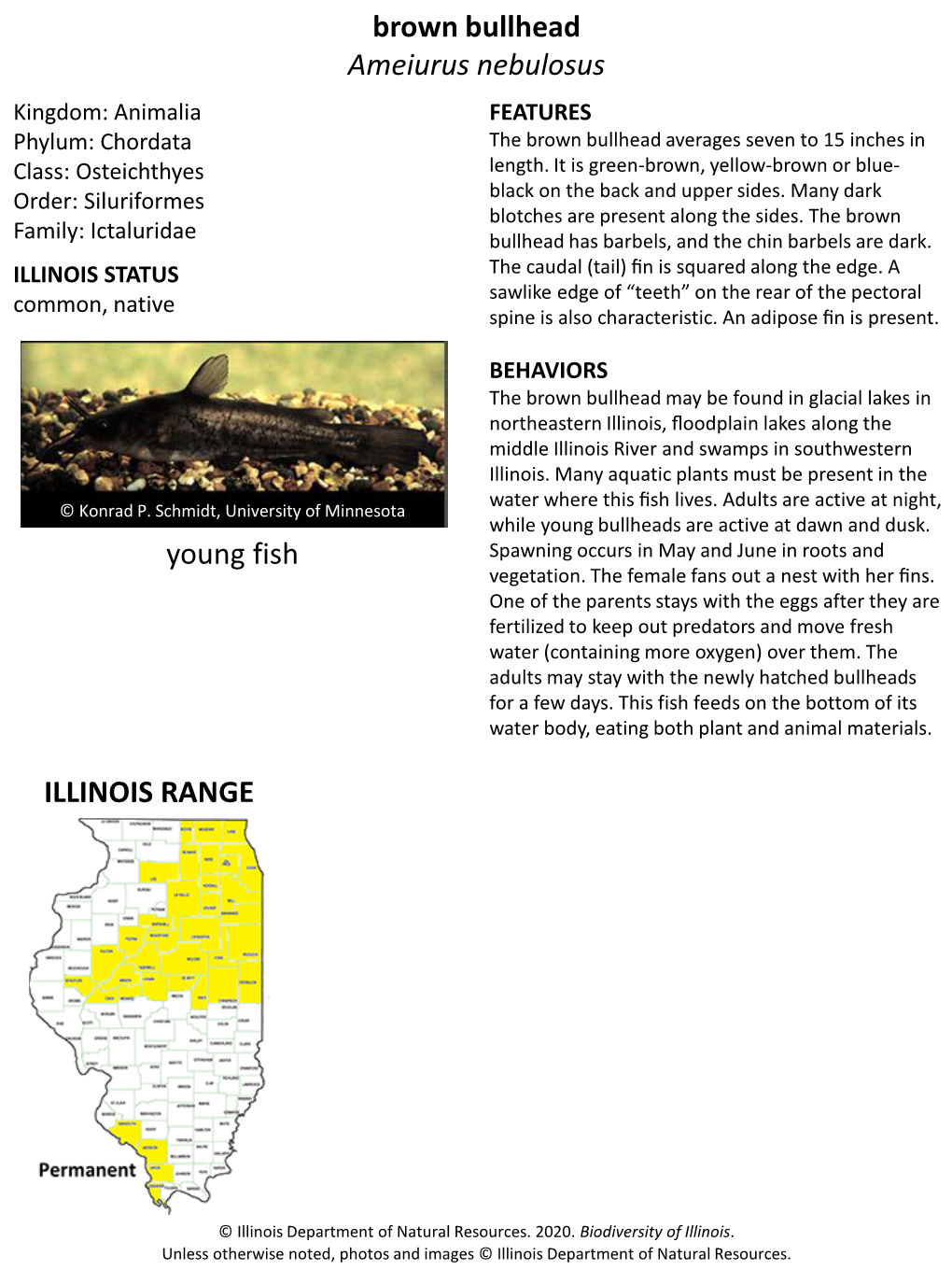 Brown Bullhead Ameiurus Nebulosus ILLINOIS RANGE Young Fish