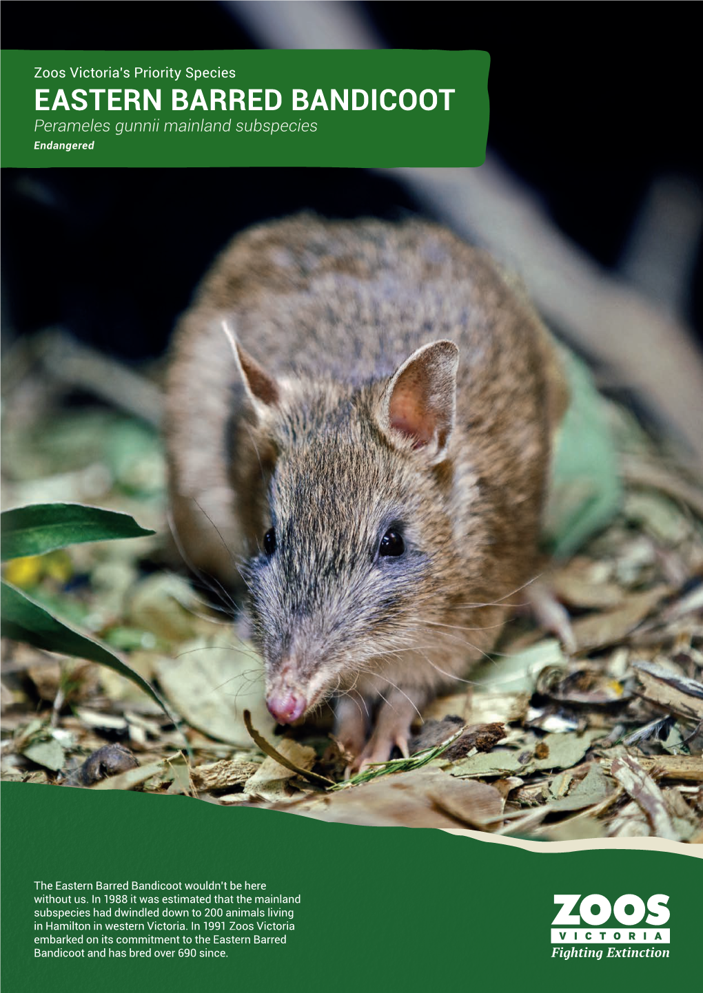 EASTERN BARRED BANDICOOT Perameles Gunnii Mainland Subspecies Endangered