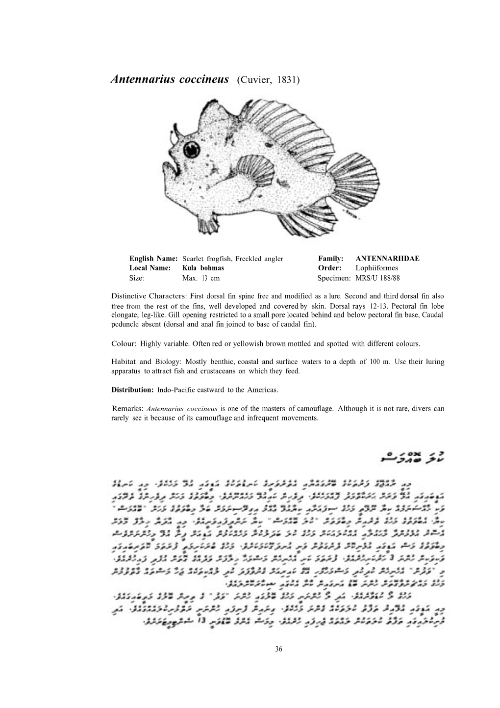 Antennarius Commersonii (Latreille, 1804)