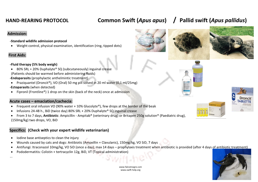 Common Swift (Apus Apus) / Pallid Swift (Apus Pallidus)