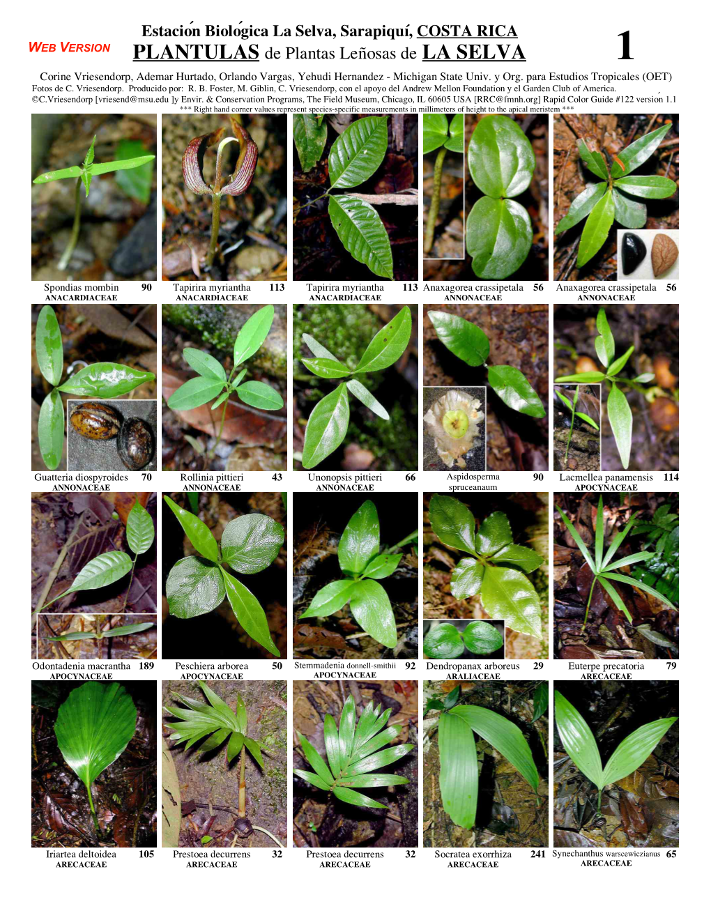 PLANTULAS De Plantas Leñosas De LA SELVA 1 Corine Vriesendorp, Ademar Hurtado, Orlando Vargas, Yehudi Hernandez - Michigan State Univ