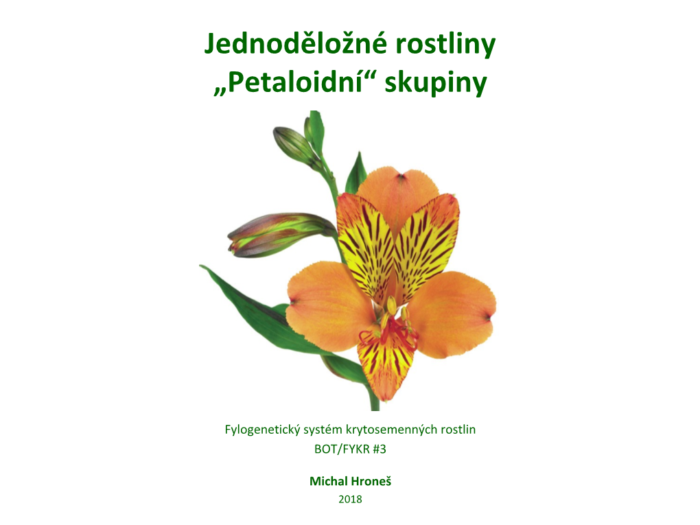 Jednoděložné Rostliny „Petaloidní“ Skupiny