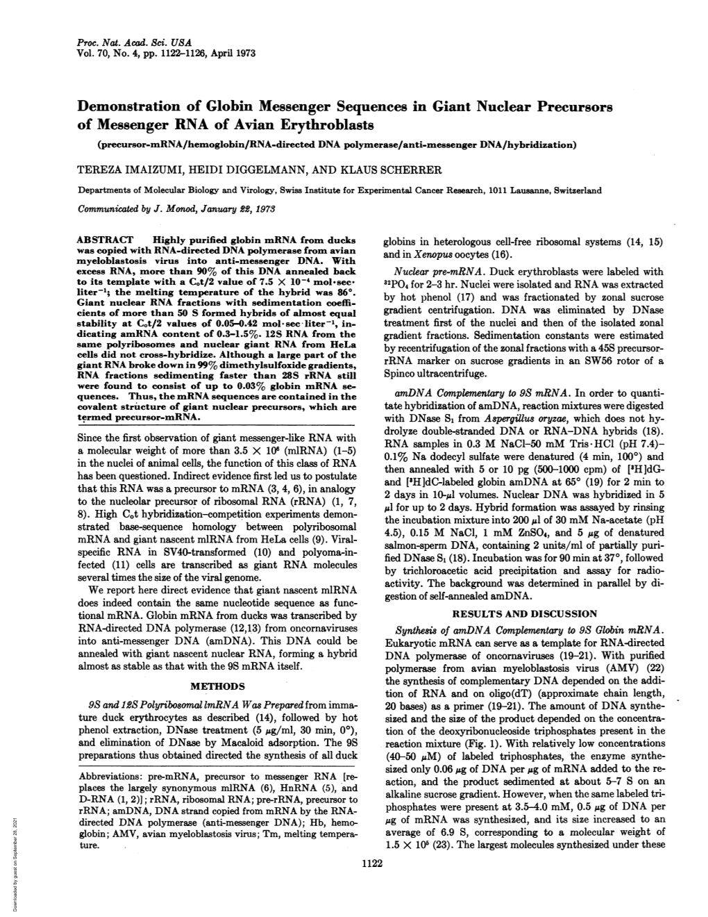 Demonstration of Globin Messenger Sequences in Giant Nuclear