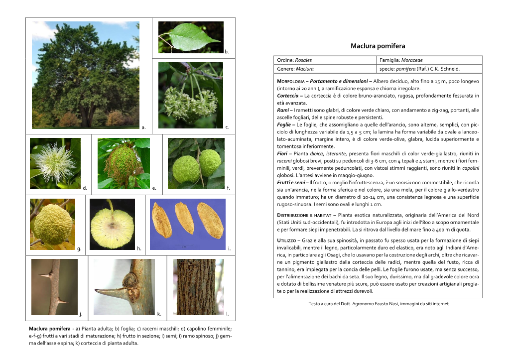 Maclura Pomifera B