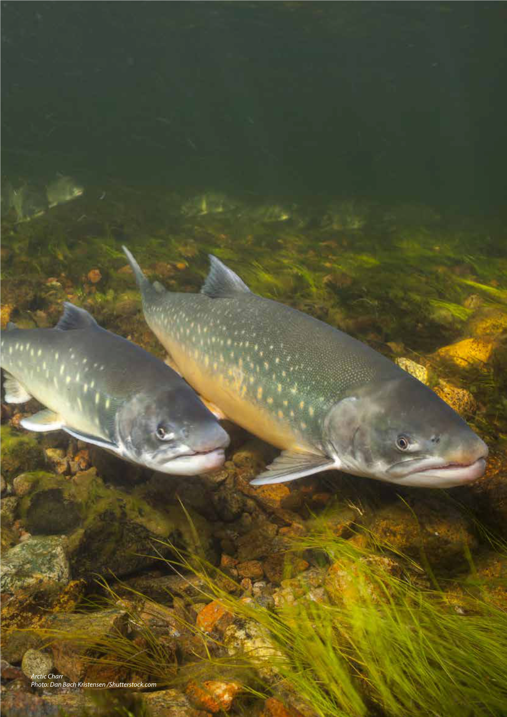 Arctic Charr Photo: Dan Bach Kristensen /Shutterstock.Com 73 4.7