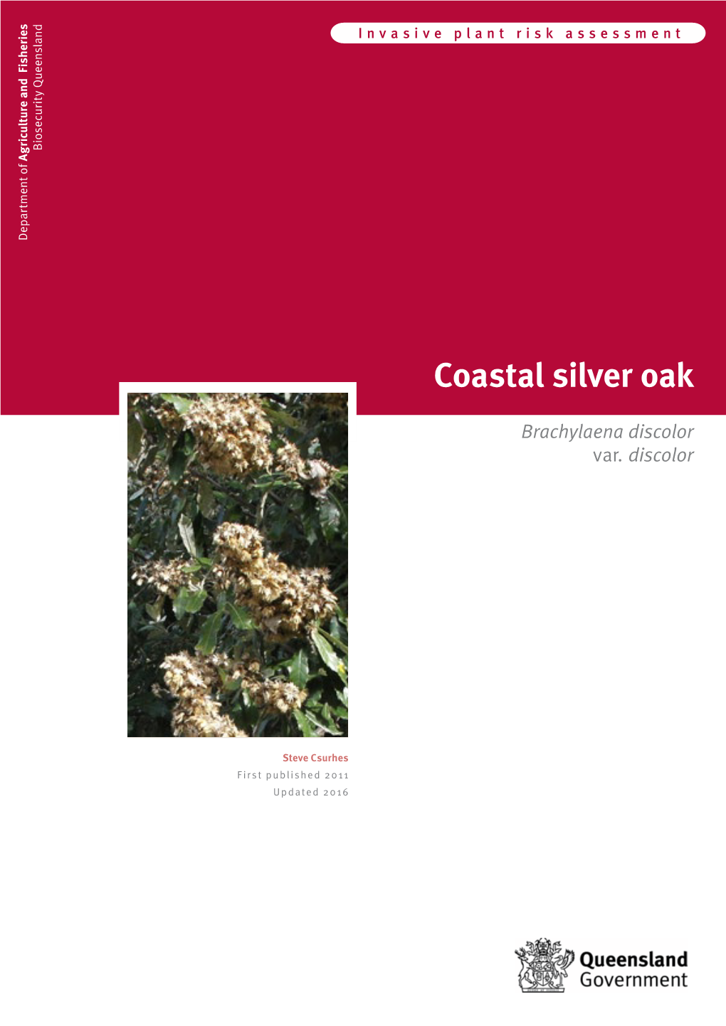 Coastal Silver Oak (Brachylaena Discolor)