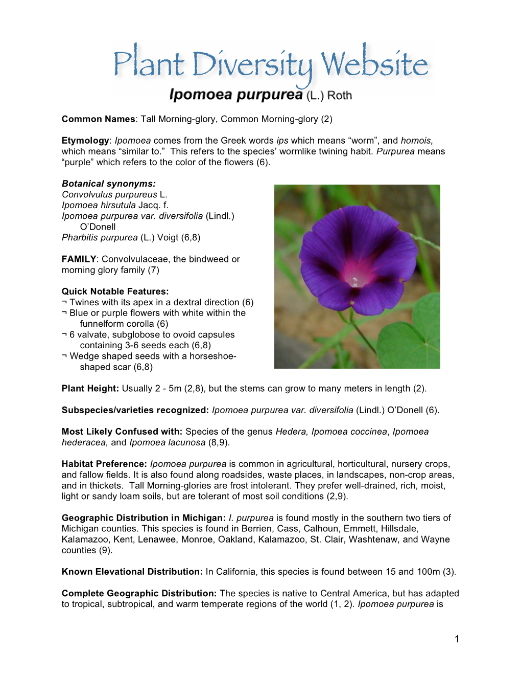 Ipomoea Purpurea (L.) Roth