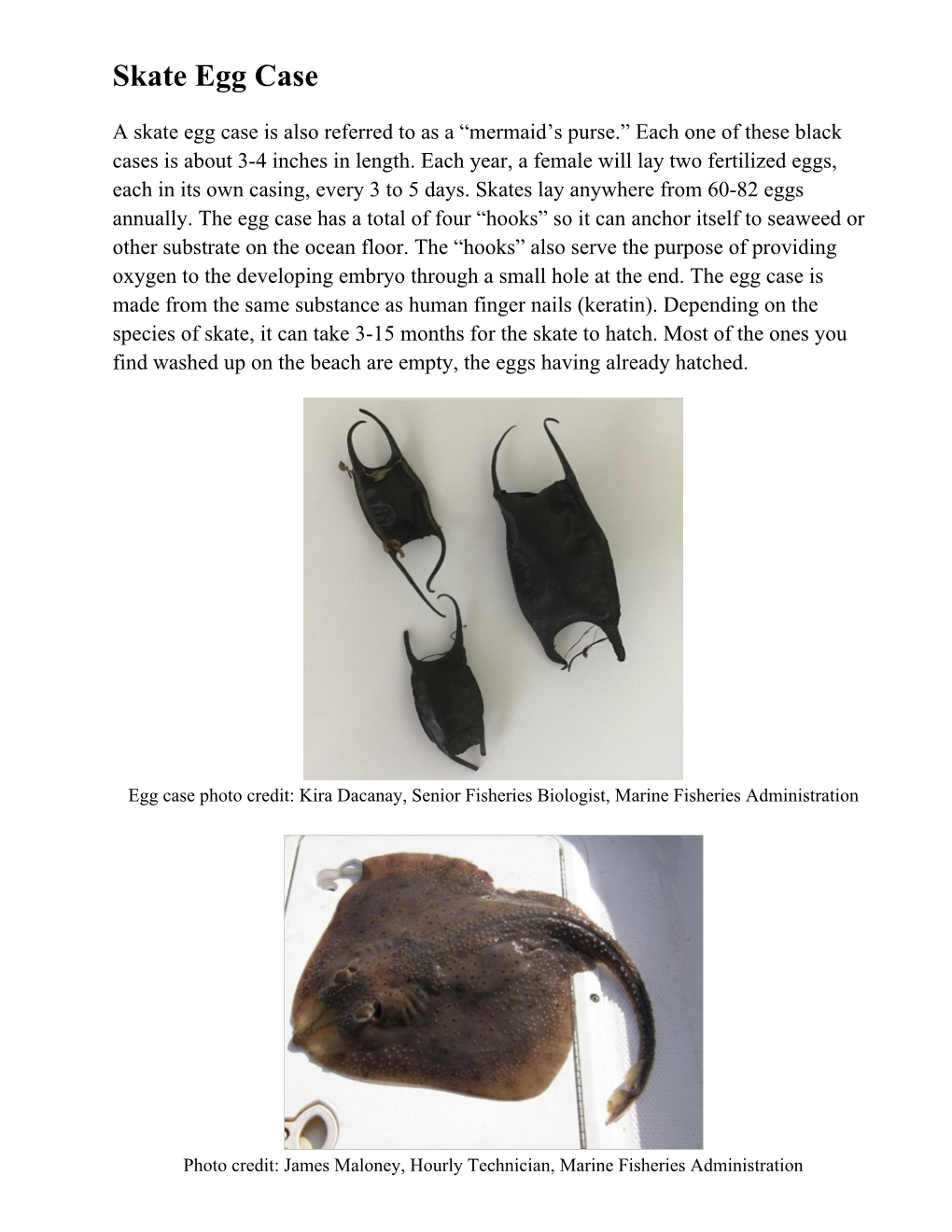 Skate and Horseshoe Crab Fact Sheet