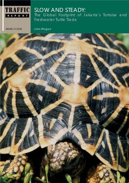 The Global Footprint of Jakarta's Tortoise And