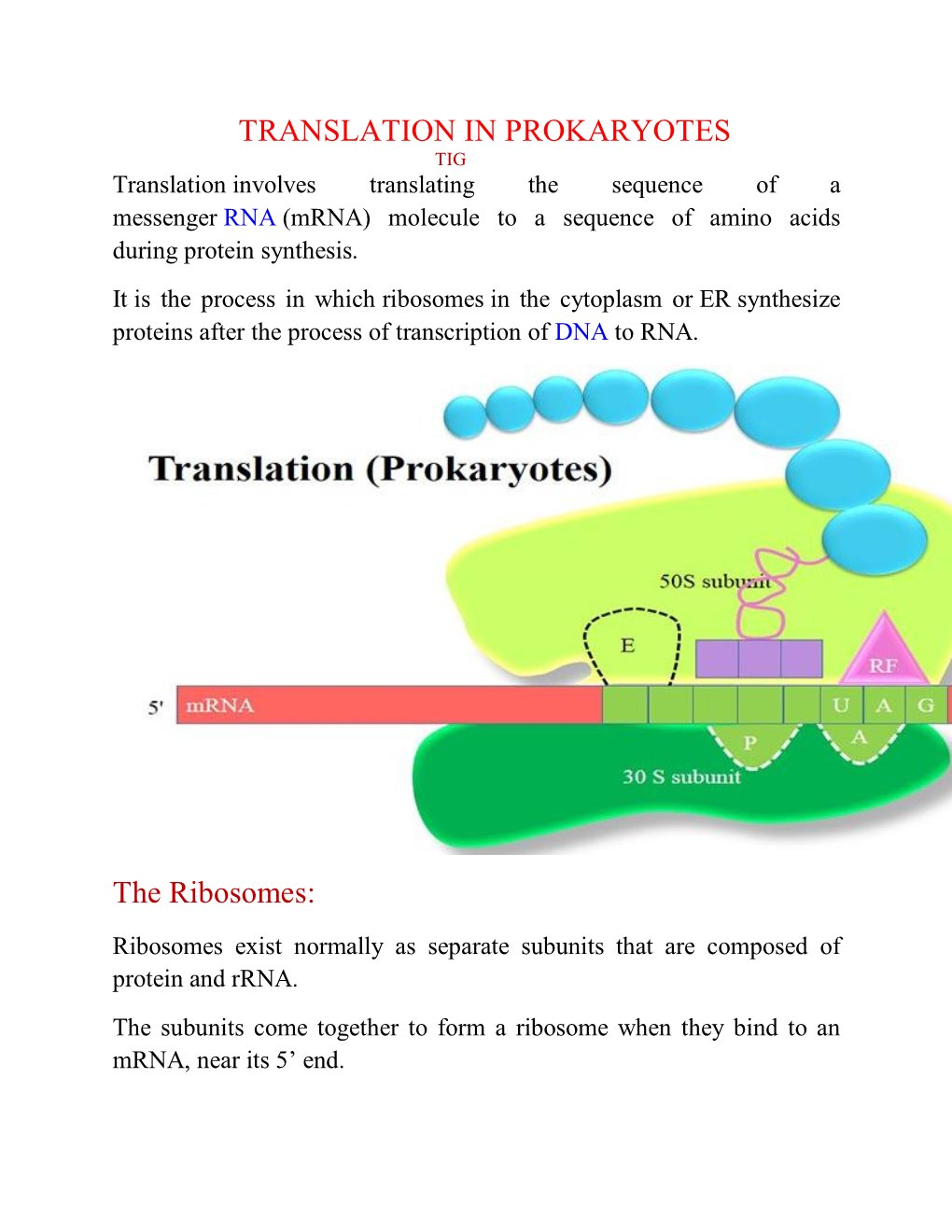 TRANSLATION in PROKARYOTES the Ribosomes