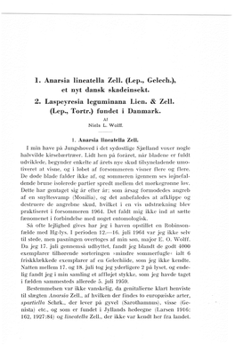 1. Anarsia Lineatella Zell. (Lep., Gelech.), Et Nyt Dansk Skadeinsekt