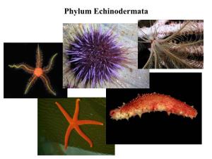 Phylum Echinodermata Phylum Echinodermata