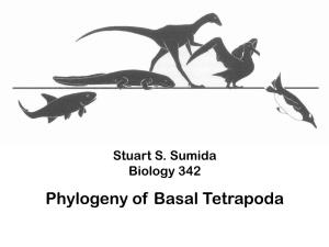 Phylogeny of Basal Tetrapoda