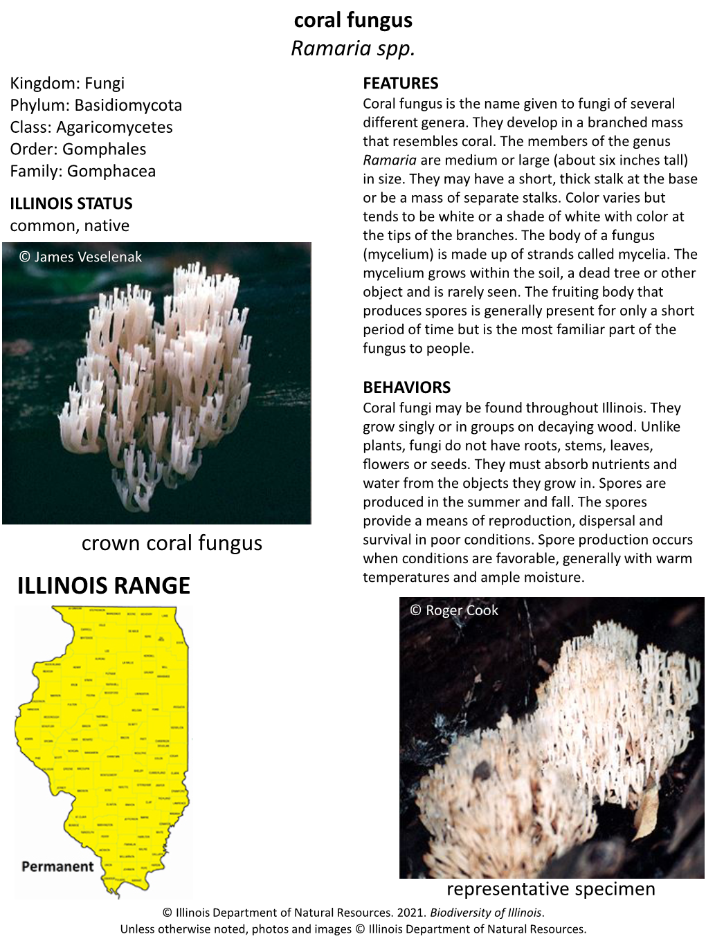 Coral Fungus Ramaria Spp. Kingdom: Fungi FEATURES Phylum: Basidiomycota Coral Fungus Is the Name Given to Fungi of Several Class: Agaricomycetes Different Genera