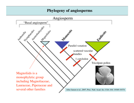 Phylogeny of Angiosperms Angiosperm “Basal Angiosperm”