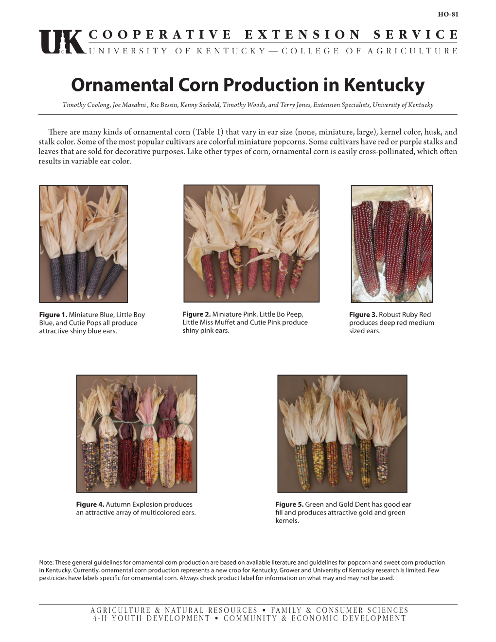 Ornamental Corn Production in Kentucky