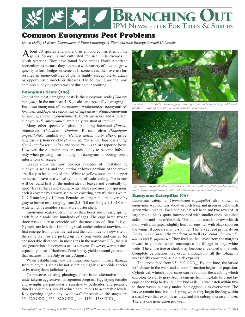 Common Euonymus Pest Problems Dawn Dailey O’Brien, Department of Plant Pathology & Plant-Microbe Biology, Cornell University