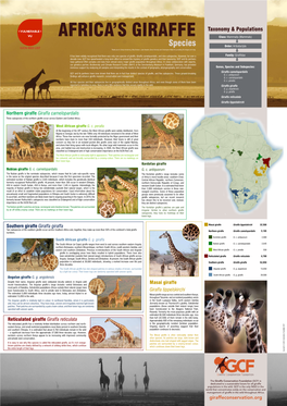 Africa's Giraffe Poster