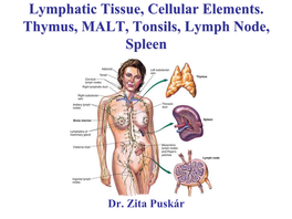 Lymphatic Tissue, Cellular Elements. Thymus, MALT, Tonsils, Lymph Node, Spleen