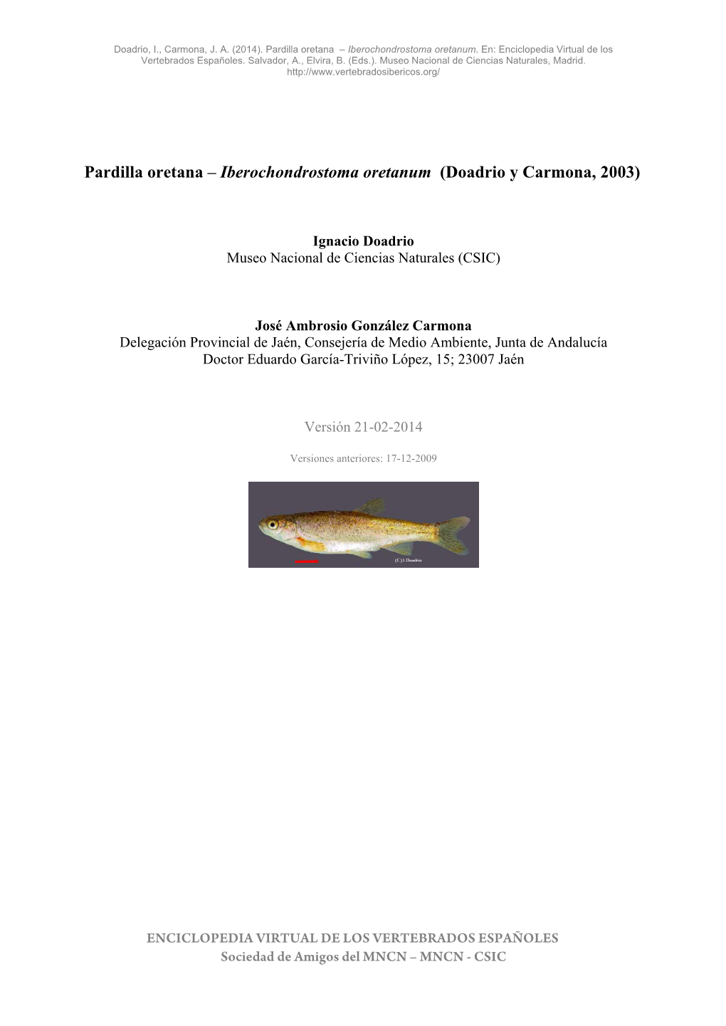Pardilla Oretana – Iberochondrostoma Oretanum (Doadrio Y Carmona, 2003)